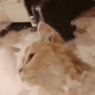 🥰 25d7ed01 kucing, hewan peliharaan, hewan, domestik, felin telegram sticker