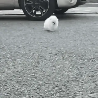 сладкие пусечки @soundsfromthevagina whatsapp stickers