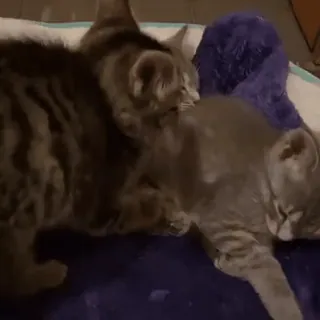 🥰 430cc969 kucing, hewan, hewan peliharaan, hewan domestik telegram sticker