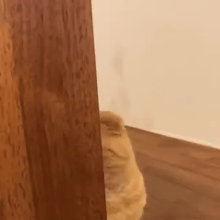 😏 5b62e25a kucing, hewan peliharaan, binatang, kucing tabby oranye, lucu, kucing domestik telegram sticker