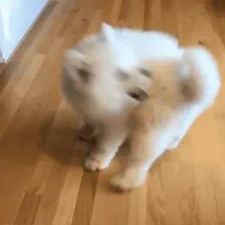 🤪 7c17a324 kucing, kucing putih, berbulu, hewan peliharaan telegram sticker