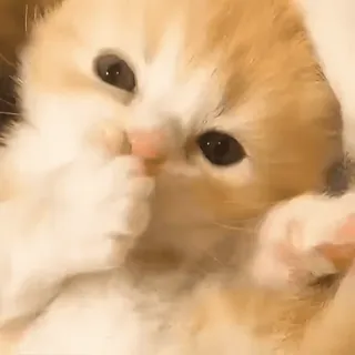 ☺️ 9a8bcd2b anak kucing, kucing, imut, hewan, peliharaan telegram sticker