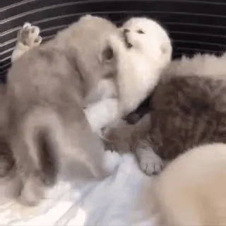 👊 9baca5dd kucing, anak kucing, hewan peliharaan, hewan, imut, ceria telegram sticker