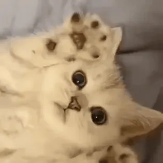 🙃 abadab6a kucing, anak kucing, lucu, hewan, kucing domestik telegram sticker