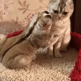 🥰 d8b2344b kucing, anak kucing, hewan, lucu, kucing domestik telegram sticker