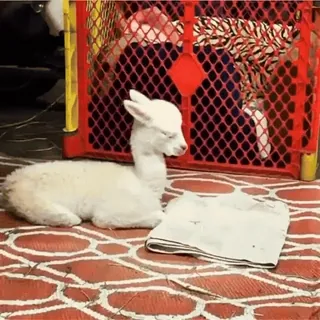 сладкие пусечки @soundsfromthevagina telegram stickers