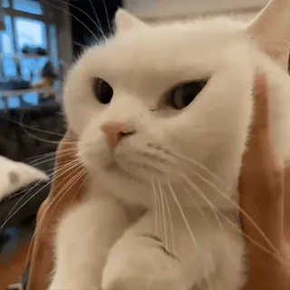 😊 fcd7d5a4 kucing, kucing putih, lucu, hewan peliharaan, binatang, kucing domestik telegram sticker
