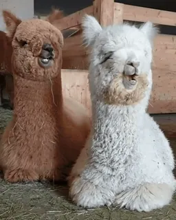 Больше стиков тут: @stikery4 telegram stickers