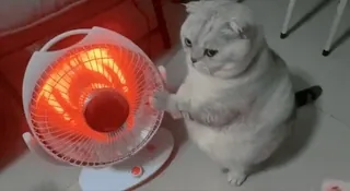 😶 bfe171ea cat, heater, warm, winter, animal, domestic telegram sticker