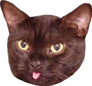 😛 18a9c49e gato, animal, mascota, lengua, lindo, marrón, mamífero telegram sticker