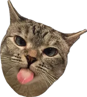 😛 1a455747 gato, animal, lengua, mascota, gracioso, mono, mamífero telegram sticker