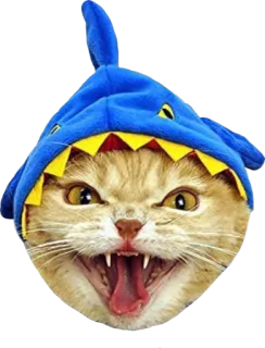 😡 3c33a16f gato, tiburón, animal, divertido, sombrero, mascota telegram sticker