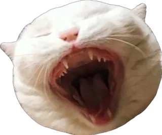 😫 3d026c7a gato, bostezando, gato blanco, animal, sticker, gato doméstico telegram sticker