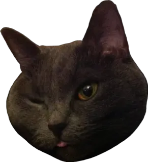 😜 48a43973 gato, animal, mascota, gato gris, guiñando, sacando la lengua telegram sticker