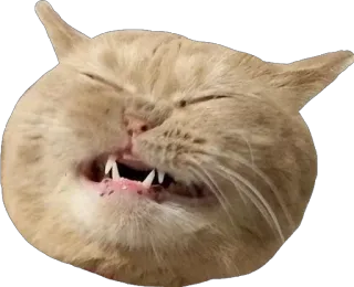 😂 5a29f388 gato, meme, divertido, animal, pegatina, expresión, lindo telegram sticker