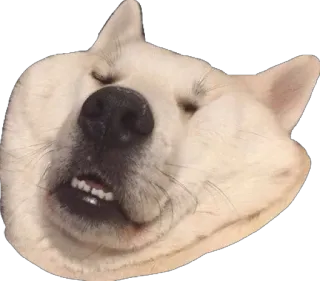 😑 5bf336f9 perro, animal, meme, gracioso, lindo, expresión, dormilón telegram sticker