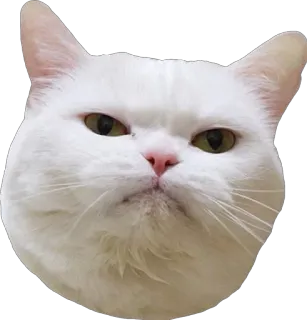 😑 7ea6e93c gato, animal, gato blanco, mascota, felino, animal doméstico telegram sticker