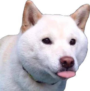 😛 a3c5d3ba perro, shiba inu, lindo, gracioso, animal, lengua telegram sticker