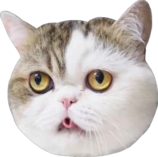 😝 ad79821f gato, animal, mascota, lindo, pegatina, cara telegram sticker