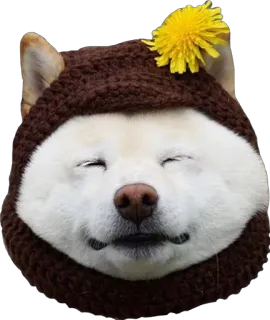 🌾 b6a98b74 perro, shiba inu, lindo, animal, sombrero, flor telegram sticker