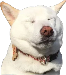 😣 c87326e7 perro, shiba inu, perro blanco, animal, mascota, feliz, lindo telegram sticker