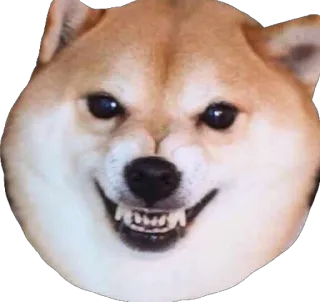 😬 ca02e9ab perro, shiba inu, sonrisa, animal, meme, enojado, mascota, animal doméstico telegram sticker