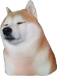😒 cae11e3f Doge perro, meme, doge, shiba inu, meme de internet telegram sticker