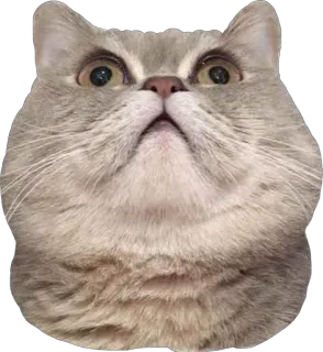 😧 d42b4b23 gato, animal, meme, lindo, mascota, gatito, divertido telegram sticker