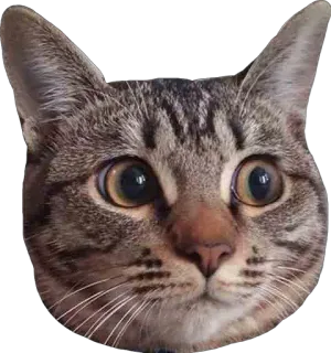 😯 dd3fb945 gato, animal, mascota, felino, animal doméstico, lindo, mamífero telegram sticker