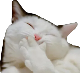 😄 f3fec41d gato, animal, divertido, lindo, riendo, mascota telegram sticker