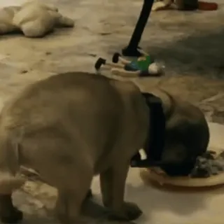 🤩 021f9feb puppy, dog, eating, food, animals telegram sticker