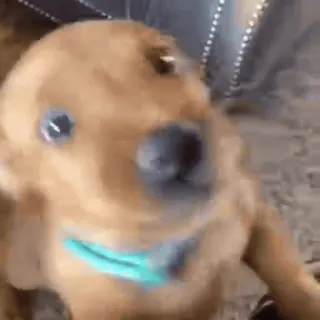 🤩 16404f5c dog, cute, puppy, golden retriever, animal, pet telegram sticker