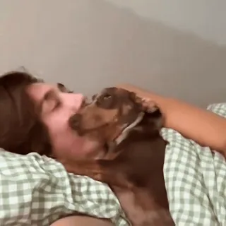 🤩 27af49ac dog, dachshund, pet, bed, sleeping telegram sticker