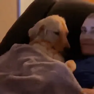 🤩 31d7c902 dog, golden retriever, pet, animal, cute telegram sticker