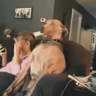 🤩 3aedf855 dog, couch, pet, domestic animal, portrait, indoors telegram sticker