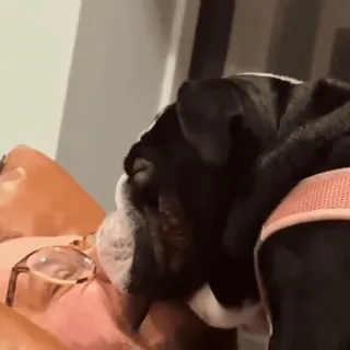 🤩 4459f236 dog, bulldog, animal, pet telegram sticker