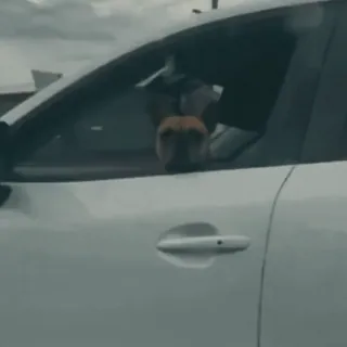 🤩 62d0880c dog, driving, car, pet, animal telegram sticker