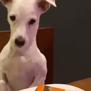 🤩 63404c67 dog, animal, pet, food, table telegram sticker