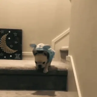 🤩 6f5fda5f dog, stairs, puppy, cute, pet, animal telegram sticker