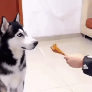 🤩 90c30dec dog, food, husky, animal telegram sticker