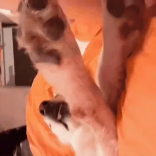 🤩 92a76ae6 telegram sticker