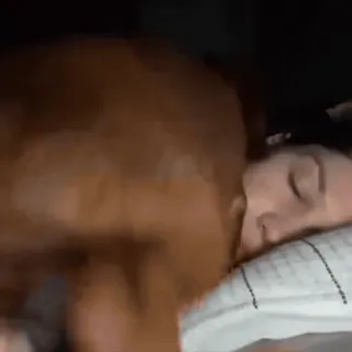 🤩 9c963b46 sleeping, woman, dog, golden retriever, pet, animal telegram sticker