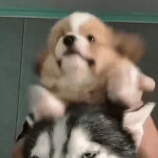 🤩 9d53405a dog, puppy, husky, cute, animals telegram sticker