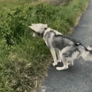 🤩 ac6bbd18 husky, dog, pet, animal, nature telegram sticker