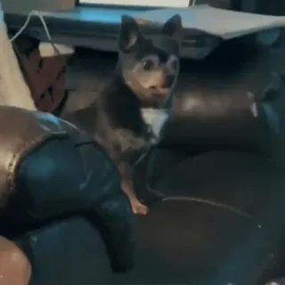 🤩 accd6b88 dog, pet, animal, couch, cute telegram sticker