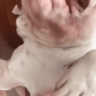 🤩 add12c55 dog, bulldog, cute, animal, pet telegram sticker