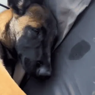 🤩 f1e420d4 dog, puppy, animal, sleepy, cute telegram sticker