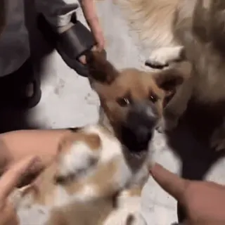 🤩 fe362b5e dog, puppy, animal, cute telegram sticker