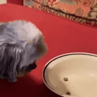 🤩 ffe52103 dog, food bowl, pet telegram sticker