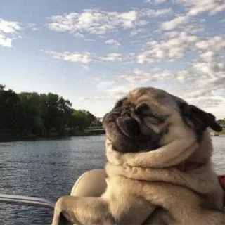 🌞 273fd63b pies, mops, łódź, rzeka, natura telegram sticker